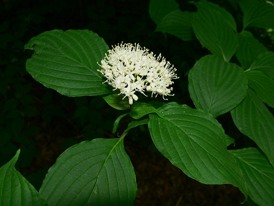 {Cornus alternifolia}